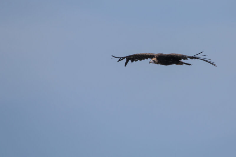 Vautour moine dans la Drôme